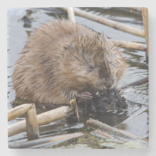 USA, Nebraska. Beaver Stone Coaster