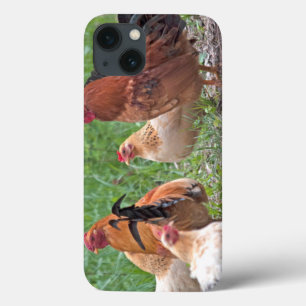 USA, Nebraska. Chickens iPhone 13 Case