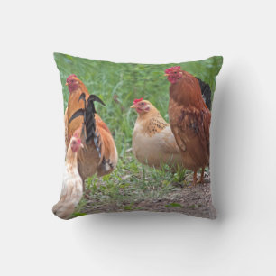 USA, Nebraska. Chickens Cushion