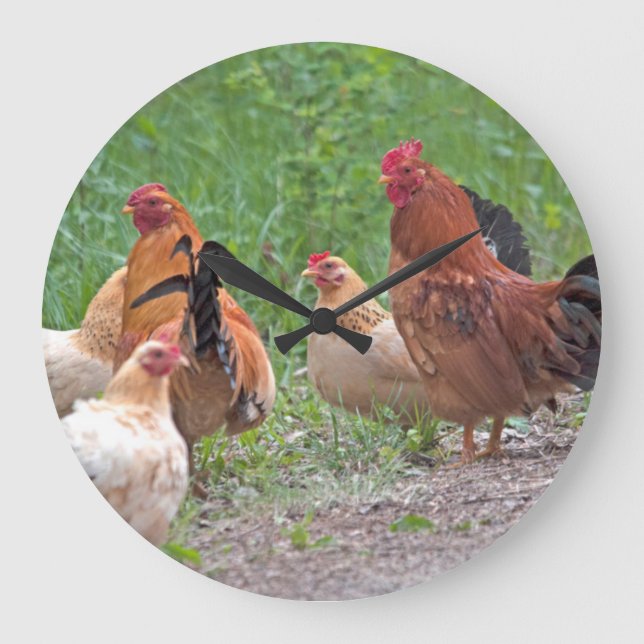 USA, Nebraska. Chickens Large Clock (Front)