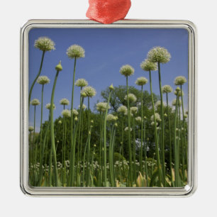 USA, New England, Massachusetts, Boston, 3 Metal Tree Decoration