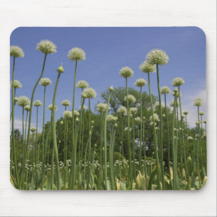 USA, New England, Massachusetts, Boston, 3 Mouse Pad