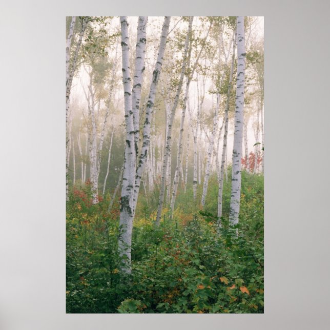 USA, New Hampshire. Birch trees in clearing fog Poster (Front)