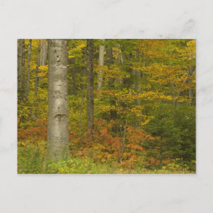 USA, New Hampshire, Livermore, White Mountain Postcard