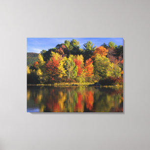 USA, New Hampshire, Moultonborough. Trees in Canvas Print