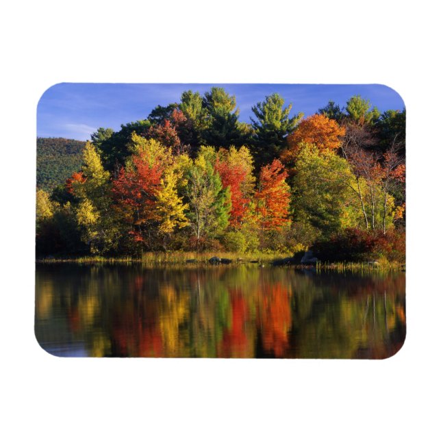 USA, New Hampshire, Moultonborough. Trees in Magnet (Horizontal)