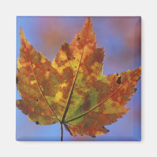 USA, New Hampshire, White Mountains, Franconia Magnet