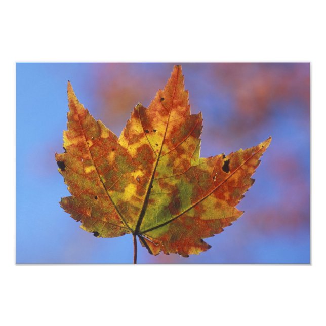 USA, New Hampshire, White Mountains, Franconia Photo Print (Front)