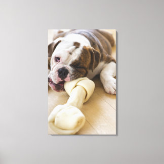 USA, New Jersey, Jersey City, Cute bulldog pup 2 Canvas Print