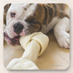 USA, New Jersey, Jersey City, Cute bulldog pup 2 Coaster