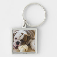 USA, New Jersey, Jersey City, Cute bulldog pup 2
