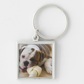 USA, New Jersey, Jersey City, Cute bulldog pup 2 Key Ring