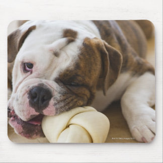 USA, New Jersey, Jersey City, Cute bulldog pup 2 Mouse Pad