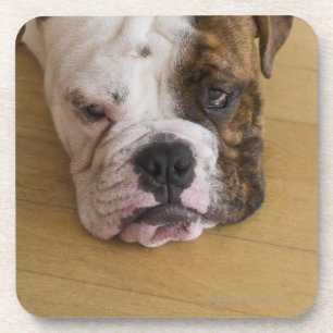 USA, New Jersey, Jersey City, Portrait of bored Coaster