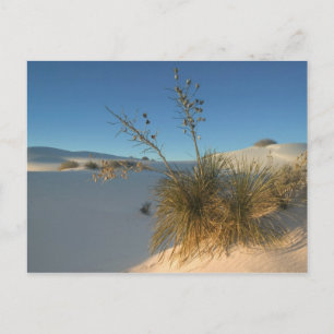 USA, New Mexico, White Sands National 3 Postcard