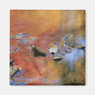 USA, New York, Adirondacks, Fallen Leaves in Magnet
