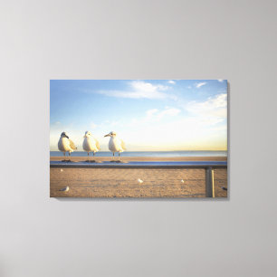 USA, New York City, Coney Island, three seagulls Canvas Print