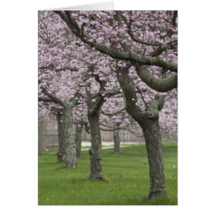 USA, New York, East Hampton. Cherry trees in