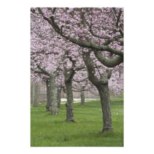 USA, New York, East Hampton. Cherry trees in Photo Print