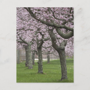 USA, New York, East Hampton. Cherry trees in Postcard