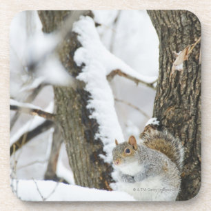 USA, New York, New York City, squirrel sitting Coaster