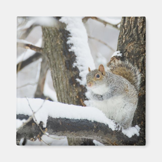 USA, New York, New York City, squirrel sitting Magnet (Front)
