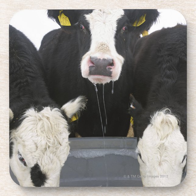 USA, New York State, Cows drinking from frozen Coaster (Front)