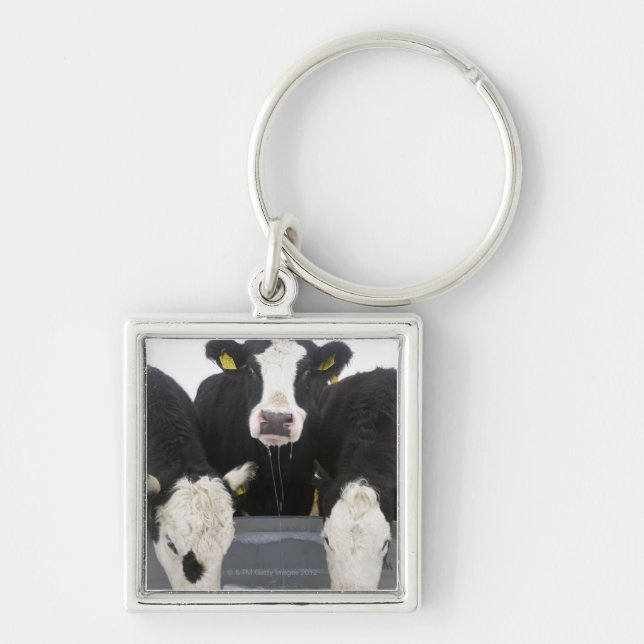 USA, New York State, Cows drinking from frozen Key Ring (Front)