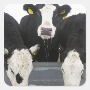 USA, New York State, Cows drinking from frozen Square Sticker