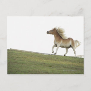 USA, New York State, Hudson, Horse running in 2 Postcard