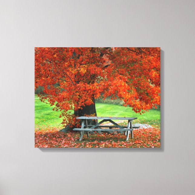 USA, New York, West Park. Bench Under Maple Canvas Print (Front)