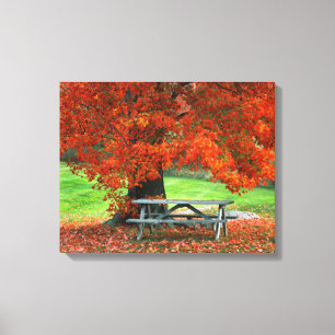USA, New York, West Park. Bench Under Maple Canvas Print