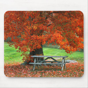 USA, New York, West Park. Bench Under Maple Mouse Pad