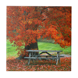 USA, New York, West Park. Bench Under Maple Tile
