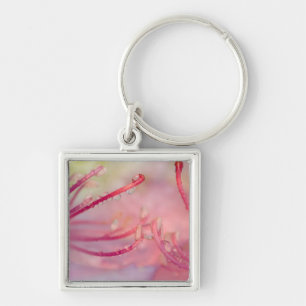 USA, North Carolina. Catawba rhododendron with Key Ring