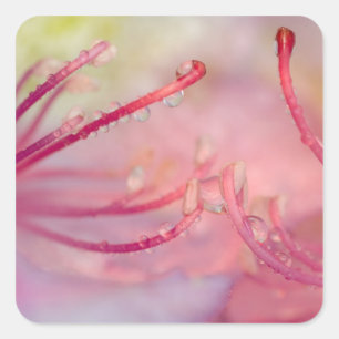 USA, North Carolina. Catawba rhododendron with Square Sticker