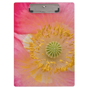 USA, North Carolina. Close-up of poppy interior Clipboard