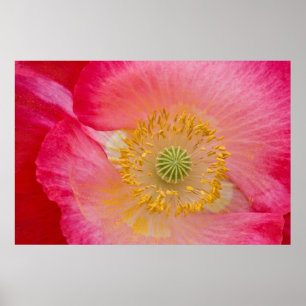 USA, North Carolina. Close-up of poppy interior Poster