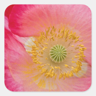 USA, North Carolina. Close-up of poppy interior Square Sticker