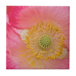 USA, North Carolina. Close-up of poppy interior Tile