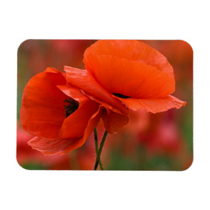 USA, North Carolina. Close-up of poppy Magnet