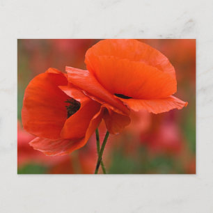 USA, North Carolina. Close-up of poppy Postcard