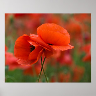 USA, North Carolina. Close-up of poppy Poster