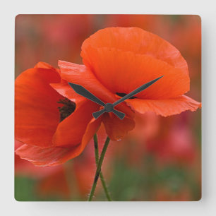 USA, North Carolina. Close-up of poppy Square Wall Clock