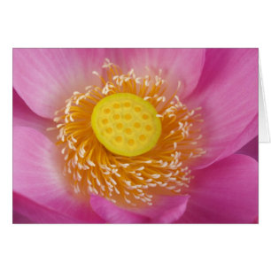 USA; North Carolina; Lotus blooming in the