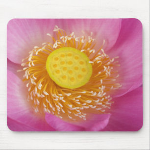 USA; North Carolina; Lotus blooming in the Mouse Pad