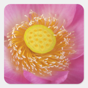 USA; North Carolina; Lotus blooming in the Square Sticker