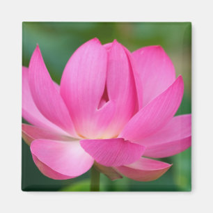 USA; North Carolina; Lotus blossom Magnet