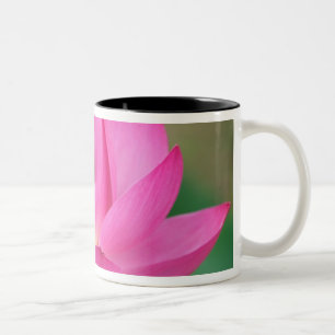 USA; North Carolina; Lotus blossom Two-Tone Coffee Mug