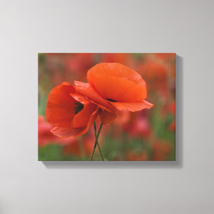 USA, North Carolina. Two red poppies Canvas Print